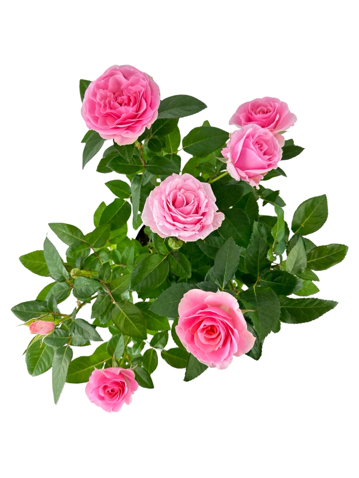 Rosa assorted 'Mini' - House Plants