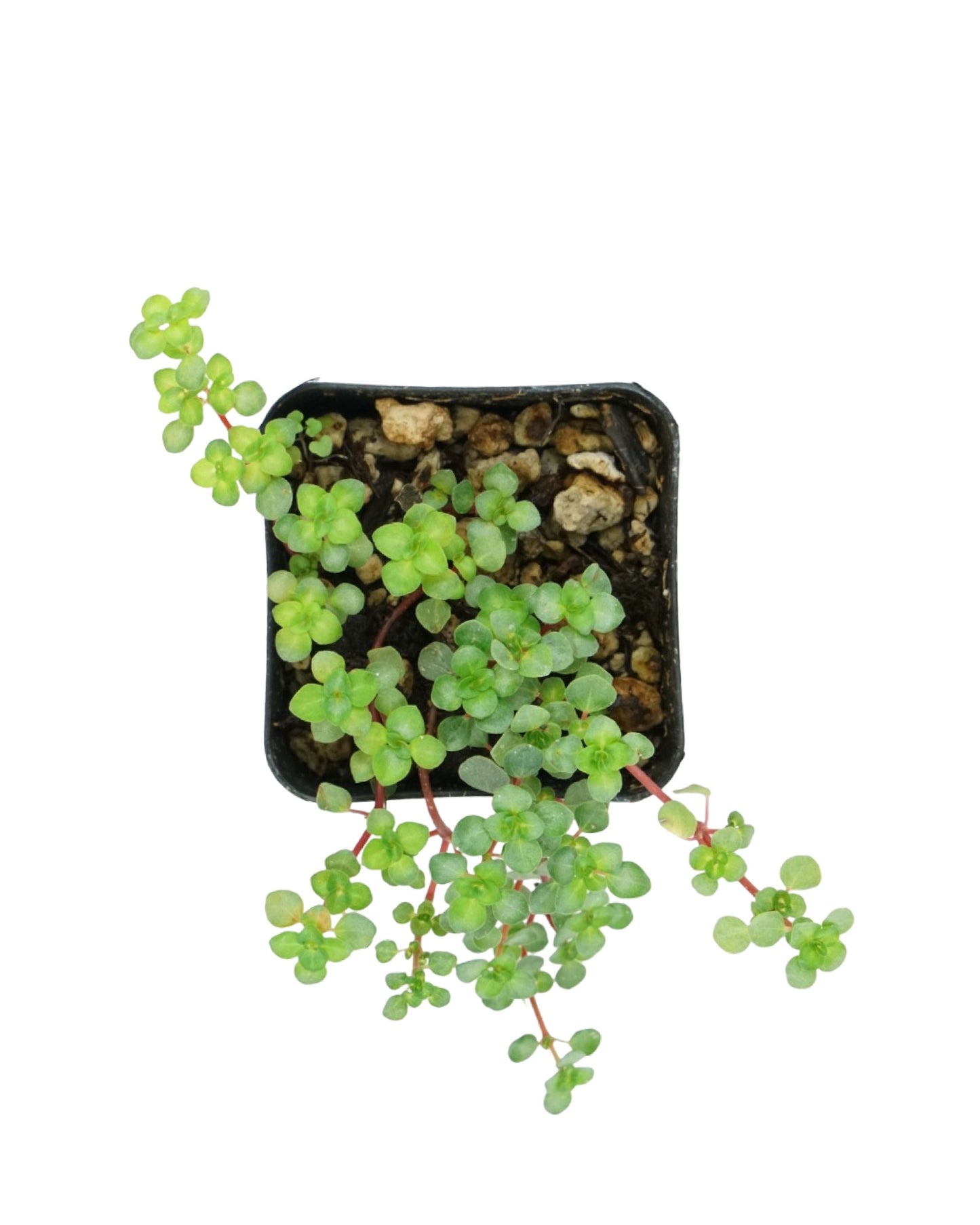 Pilea glauca