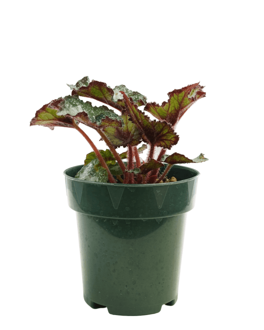 Rex Begonia 'Arctic Twist' - The Garden Corner