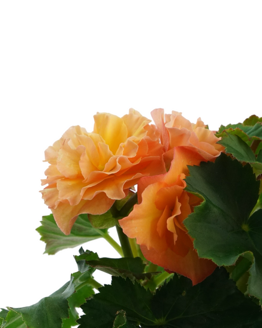 Solar Begonia