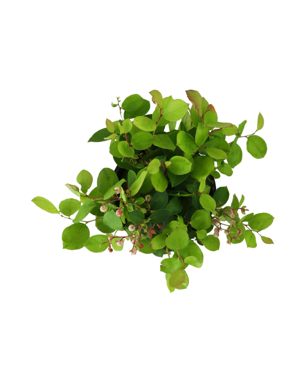 Gaultheria shallon 'Cascade Sunrise' - Shrubs