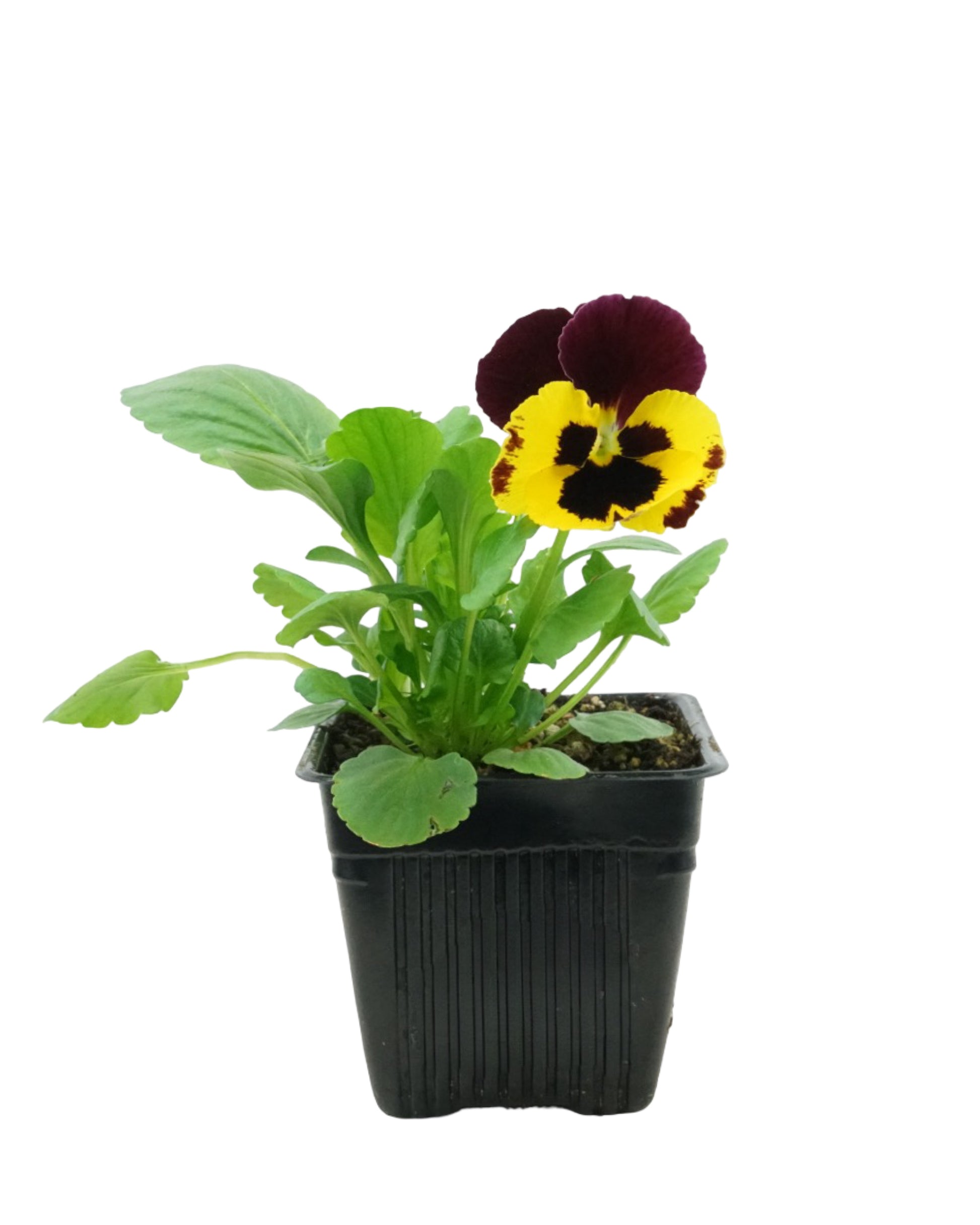 Pansy - Seasonal Plant