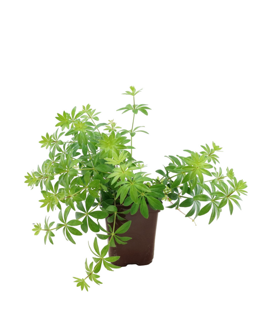 Galium odoratum
