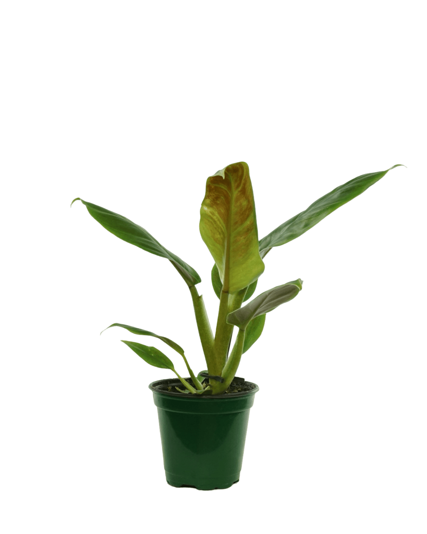 Philodendron subhastatum - The Garden Corner