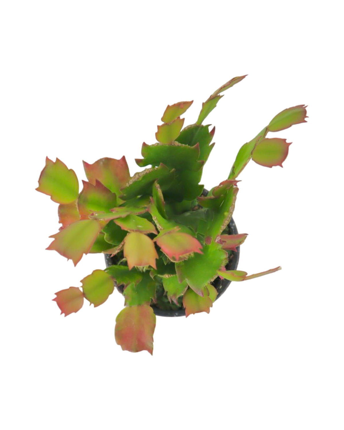 Schlumbergera Assorted - House Plants