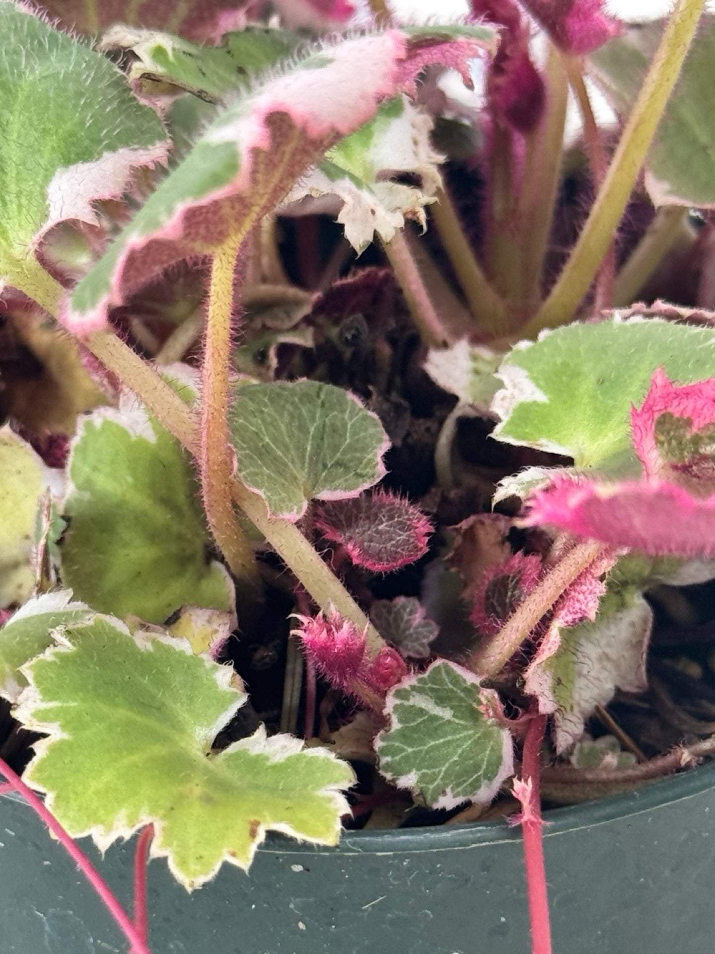 Saxifraga stolonifera 'Tricolor' - Perennials
