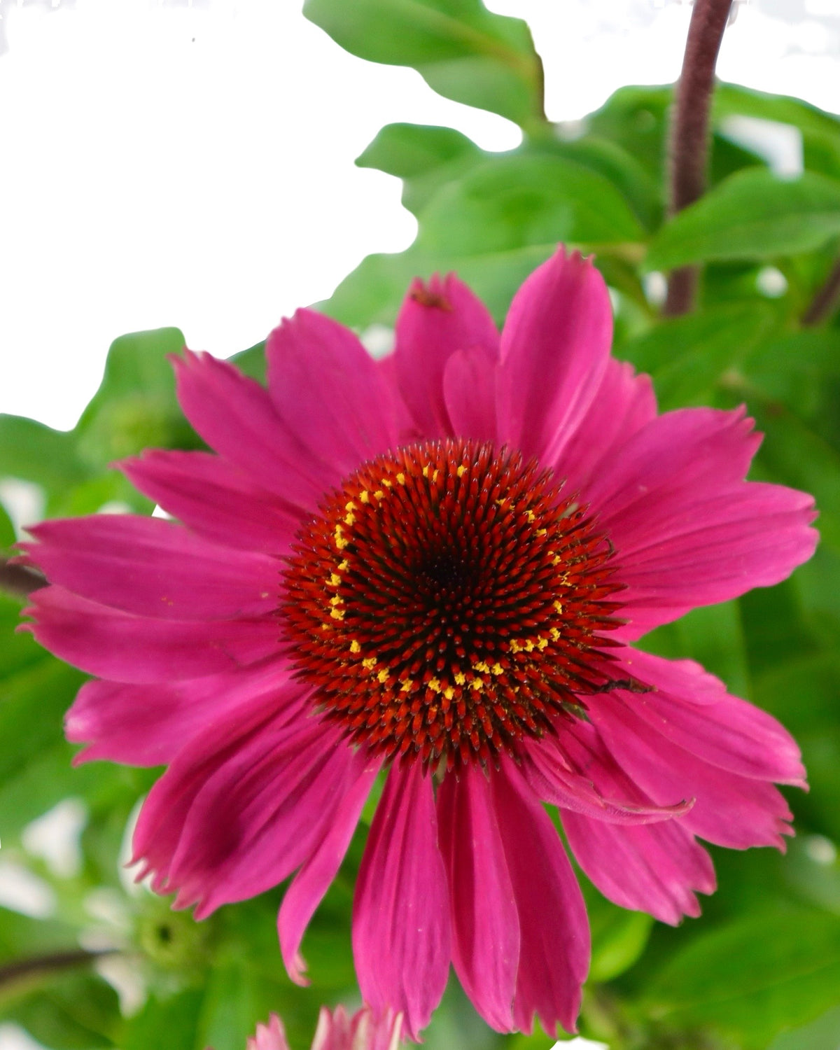 Echinacea Sombrero® Rosada - Perennials