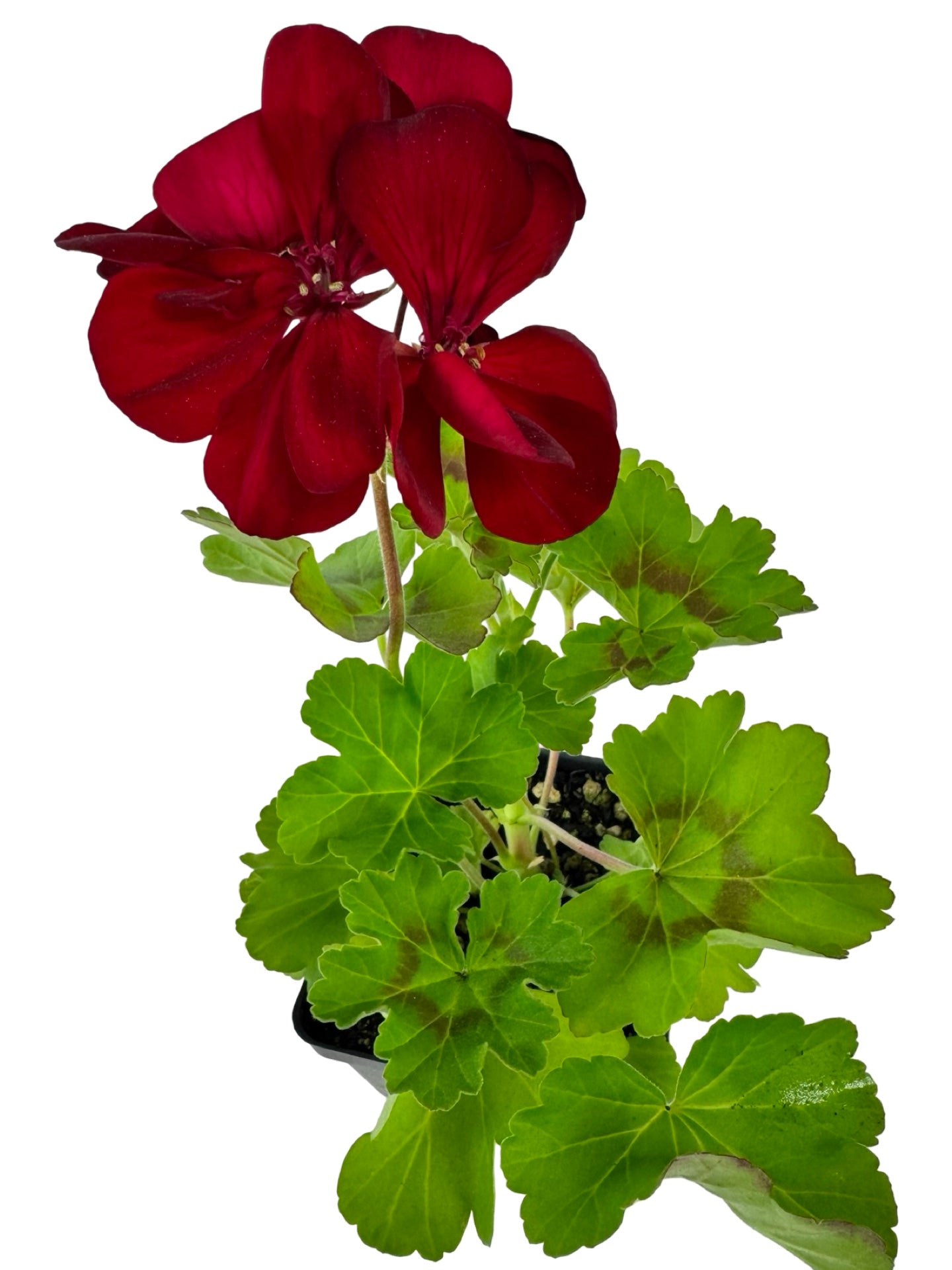 Geranium Zonal Calliope® 'Dark Red' - Annuals