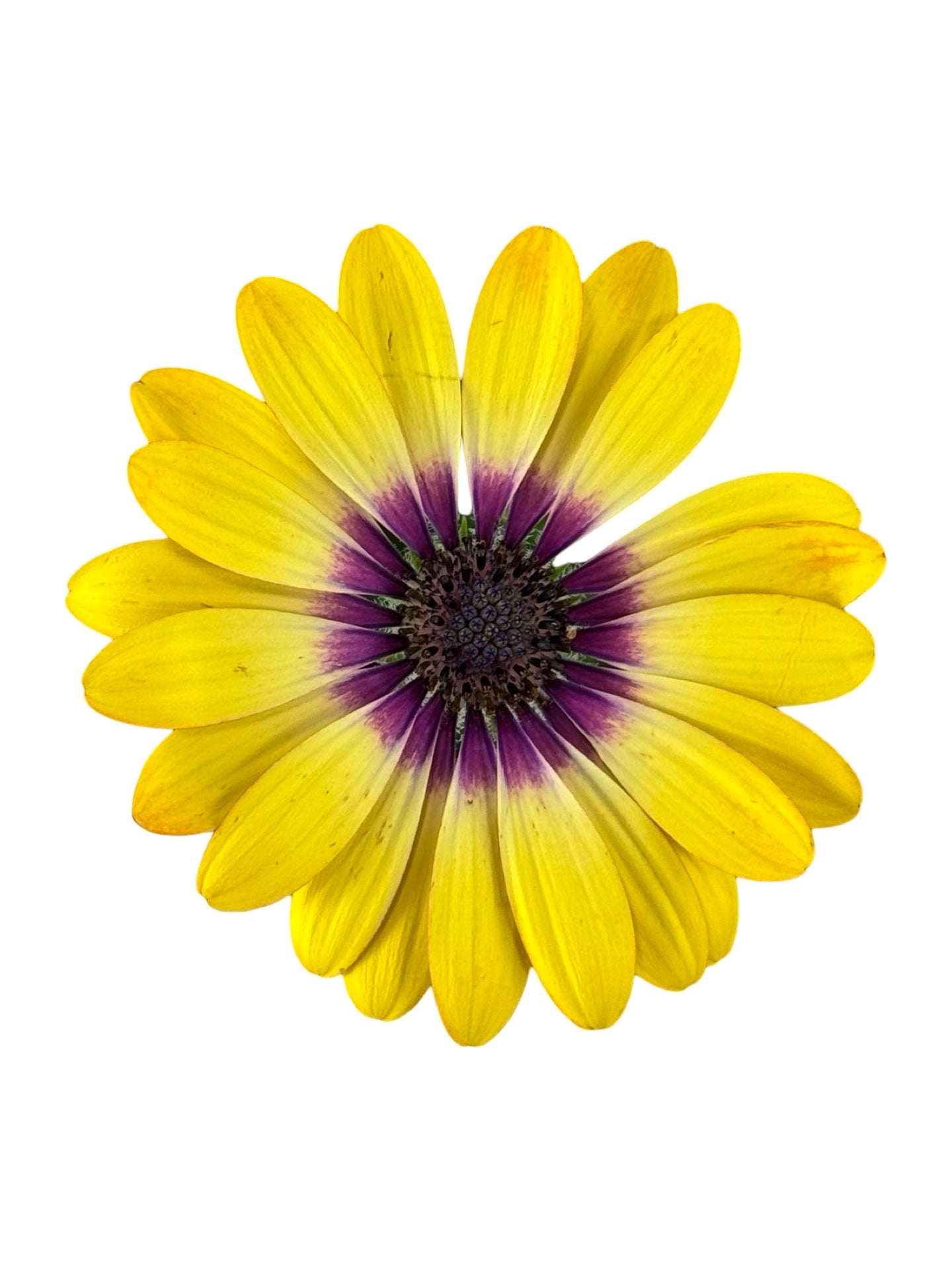 Osteospermum ecklonis 'Blue Eyed Beauty' - Annuals