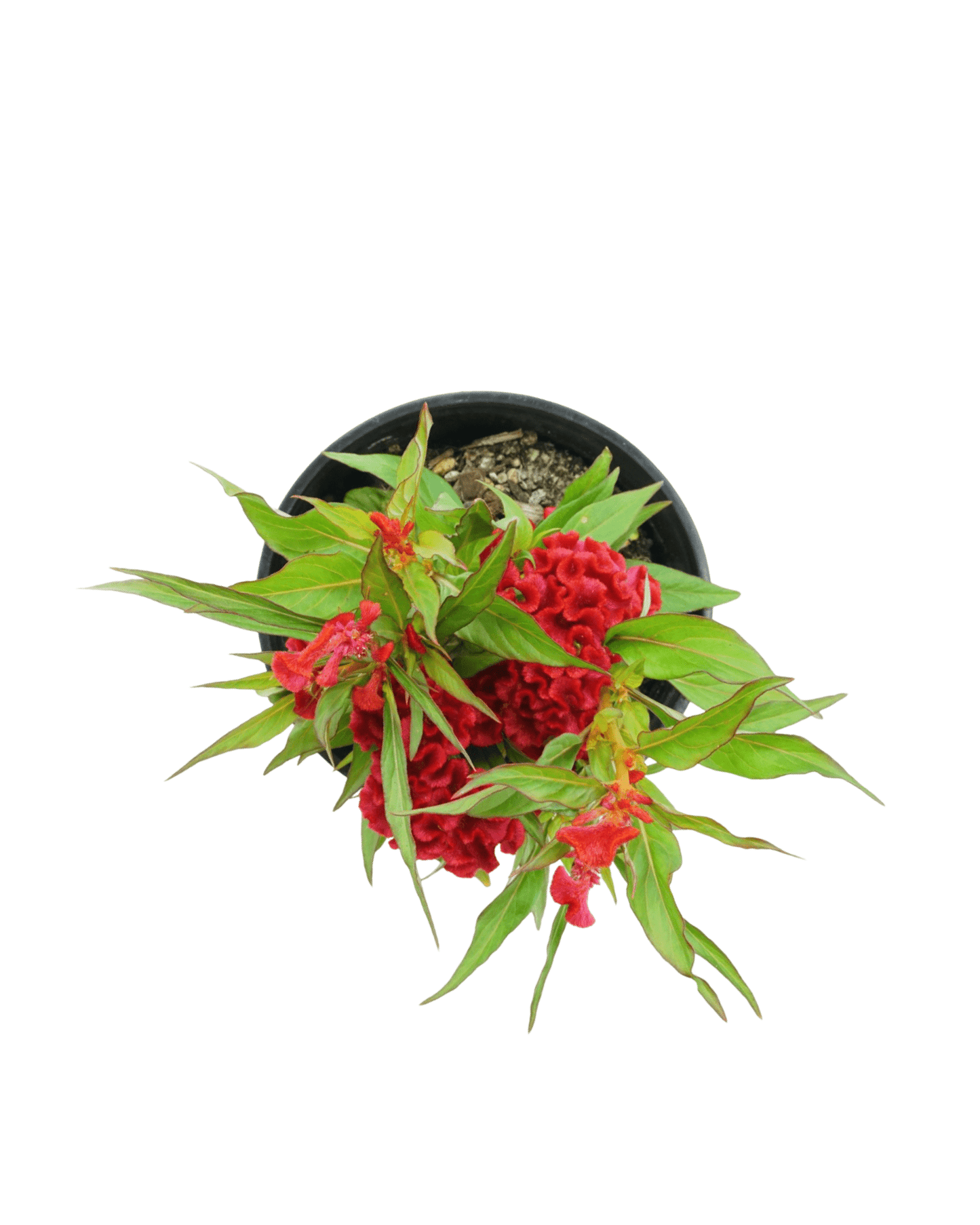 Celosia 'Twisted Strawberry'