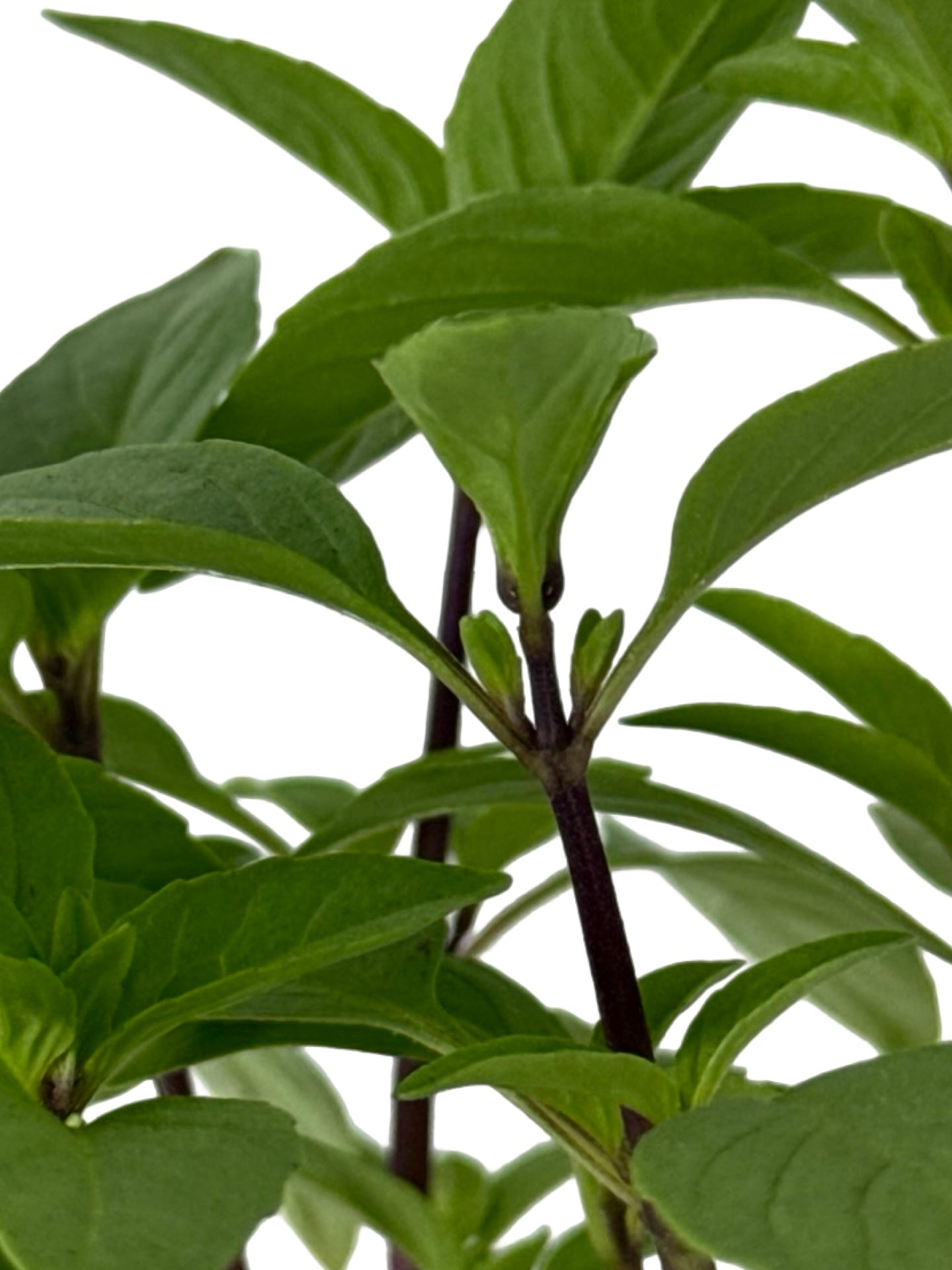Basil Organic 'Thai' - Herbs and Vegetables
