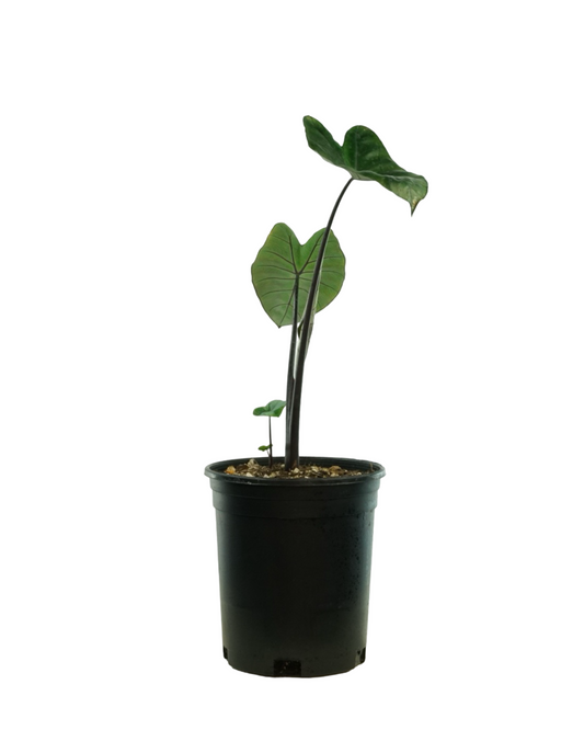 Colocasia esculenta 'Fontanesii'
