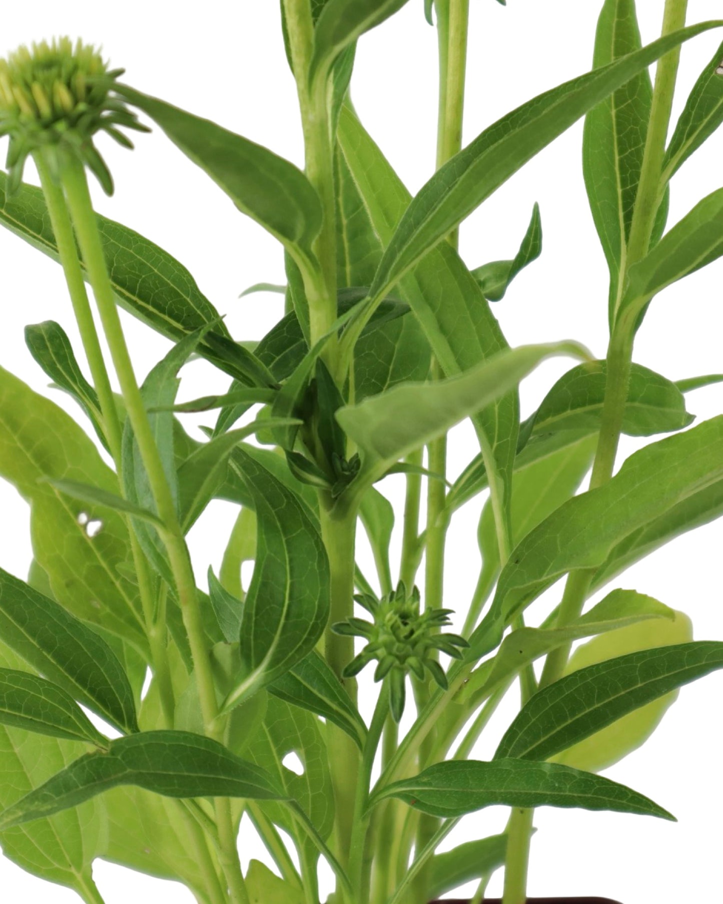 Echinacea 'Sombrero Poco Yellow' - Perennials