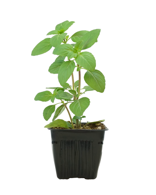 Basil 'African Blue'