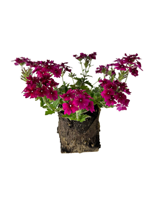 Verbena 'Lanai Magenta' - Annuals