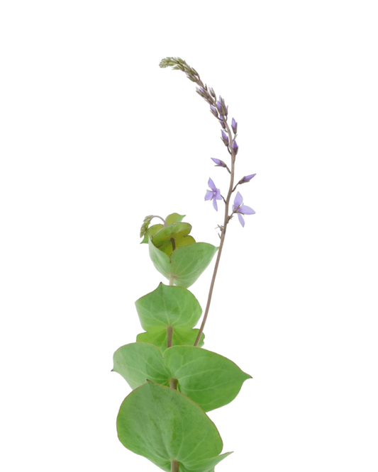 Parahebe perfoliata - The Garden Corner