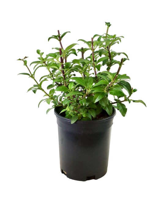 Phygelius COLORBURST™ ‘Deep Red’ - Perennials