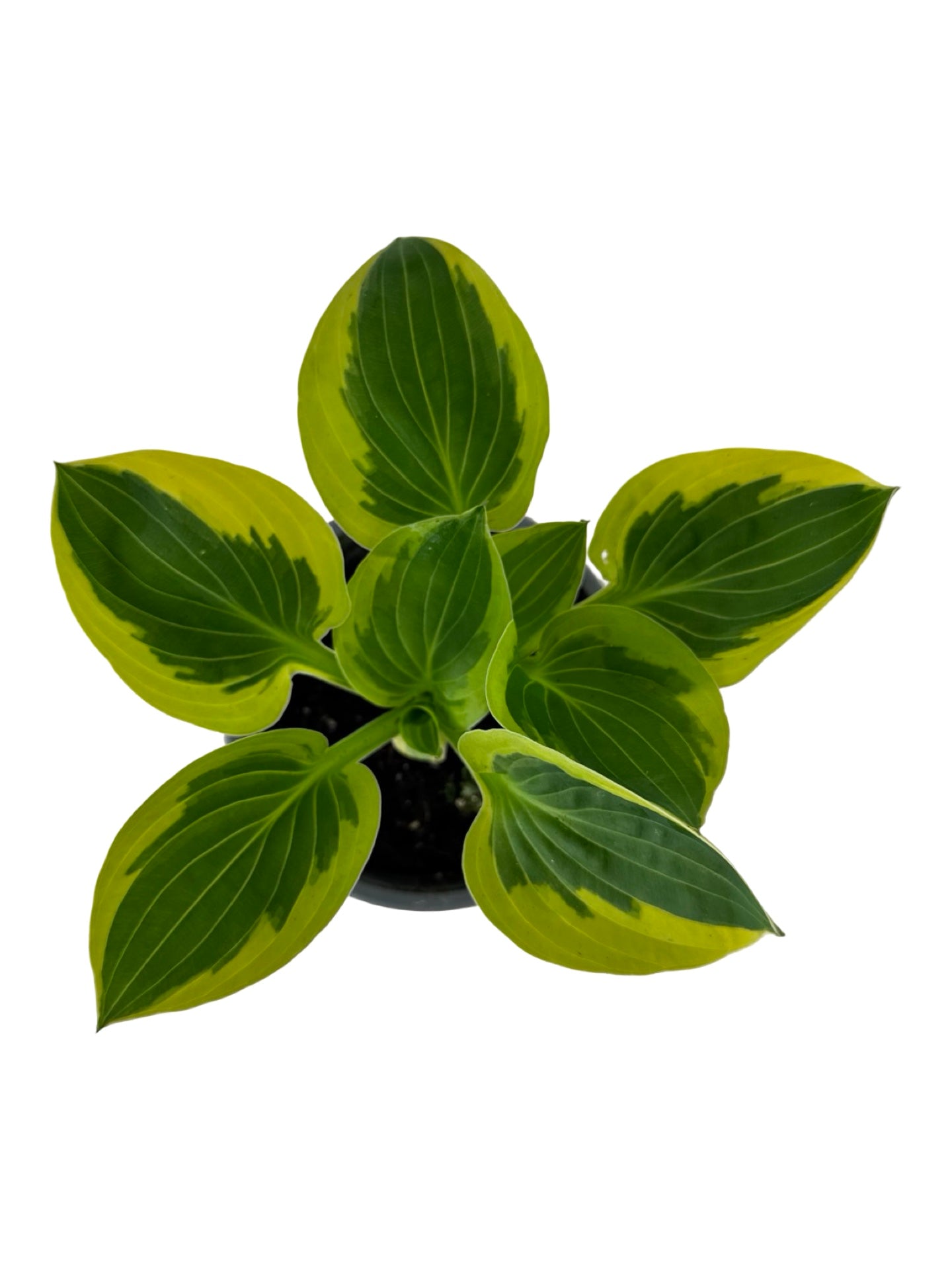 Hosta ‘Brim Cup’ -