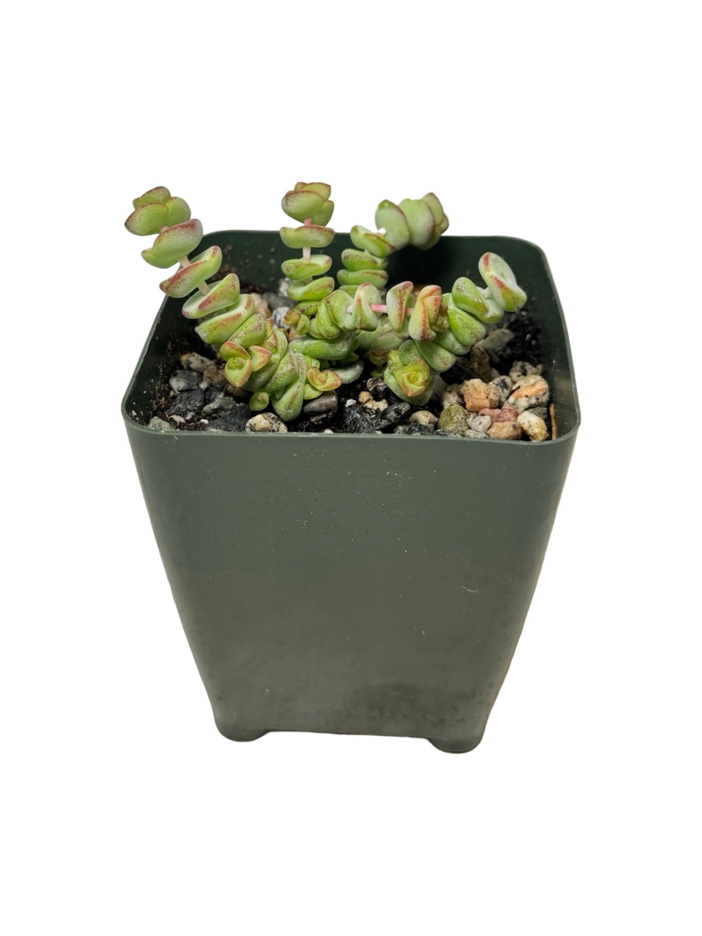 Crassula marnieriana - House Plants