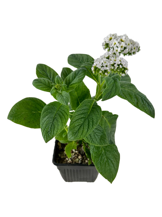 Heliotrope 'Marino White' - Annuals