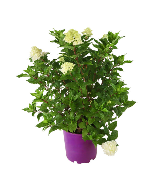 Hydrangea paniculata 'Spring Sizzle™' - Shrubs