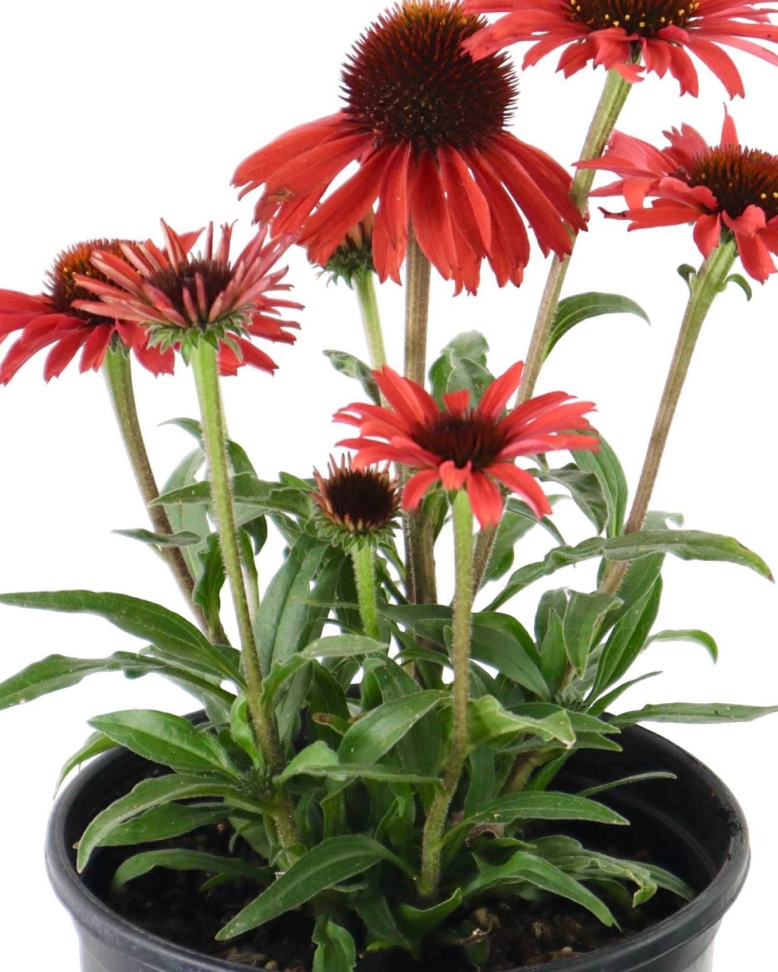 Echinacea 'Prima Ruby' - Perennials