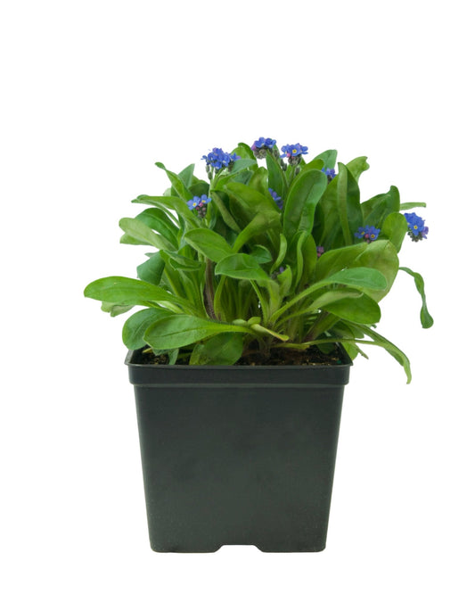 Myosotis sylvatica 'Bluesylva' - The Garden Corner