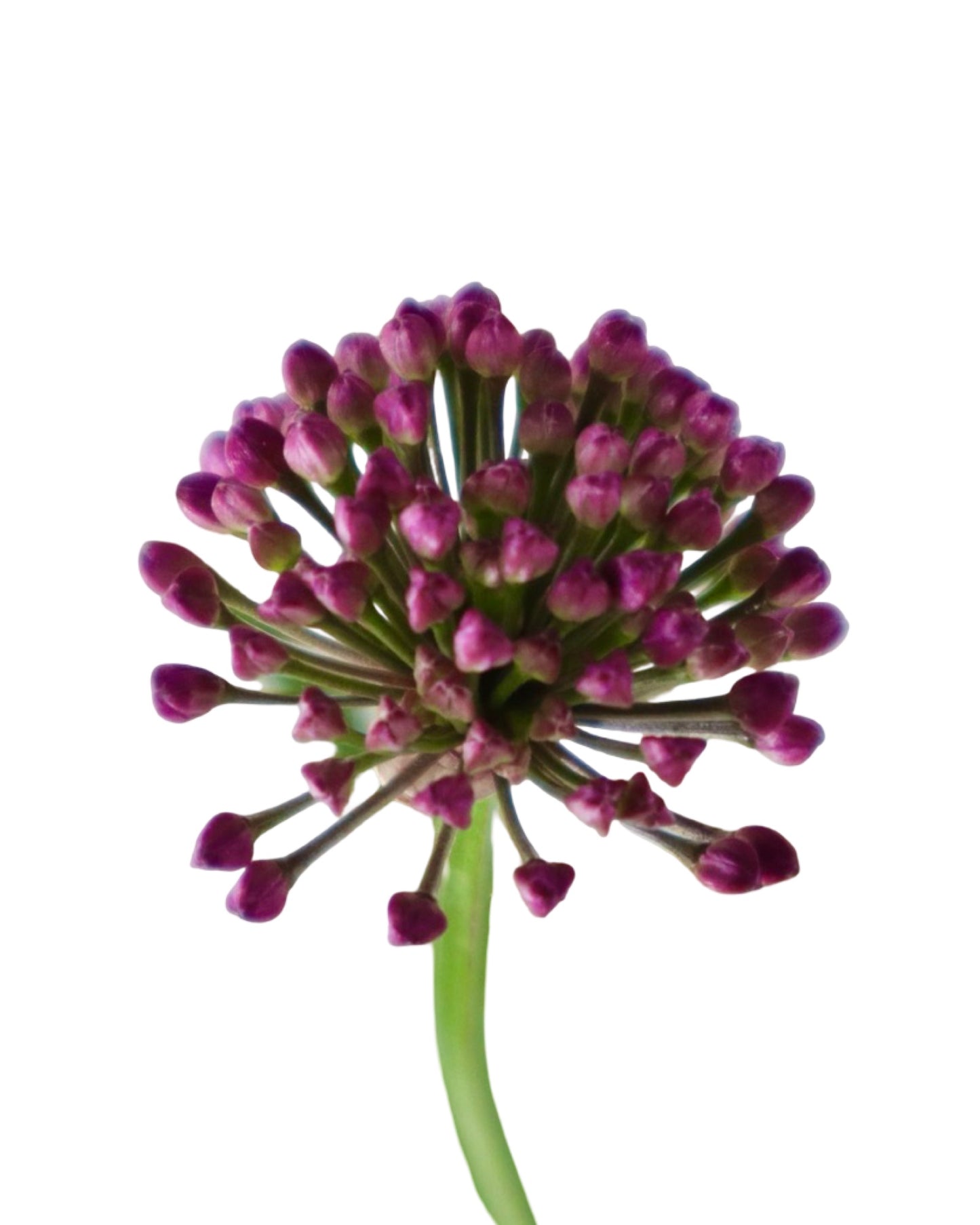 Allium 'Windy City' - Perennials