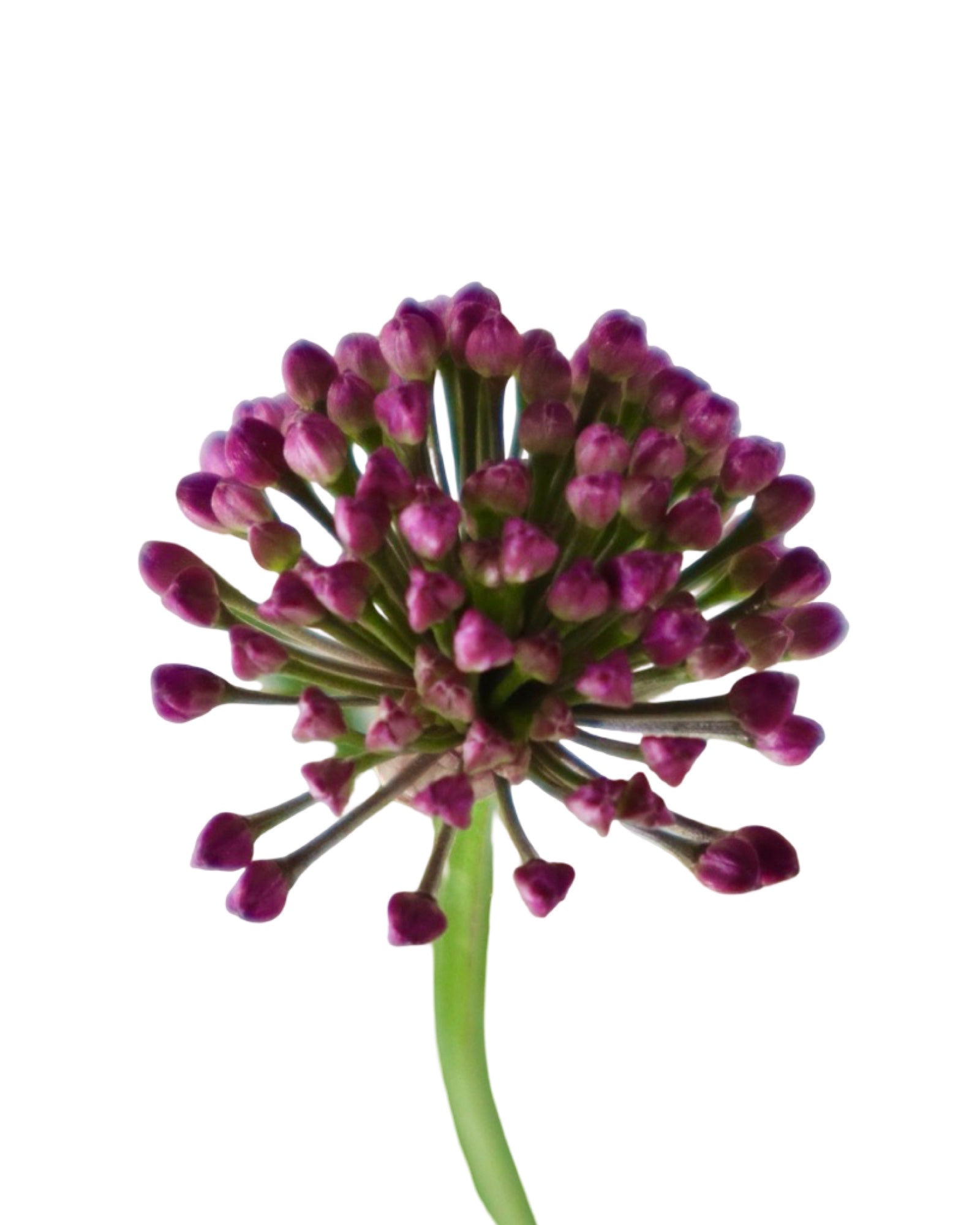 Allium 'Windy City' - Perennials