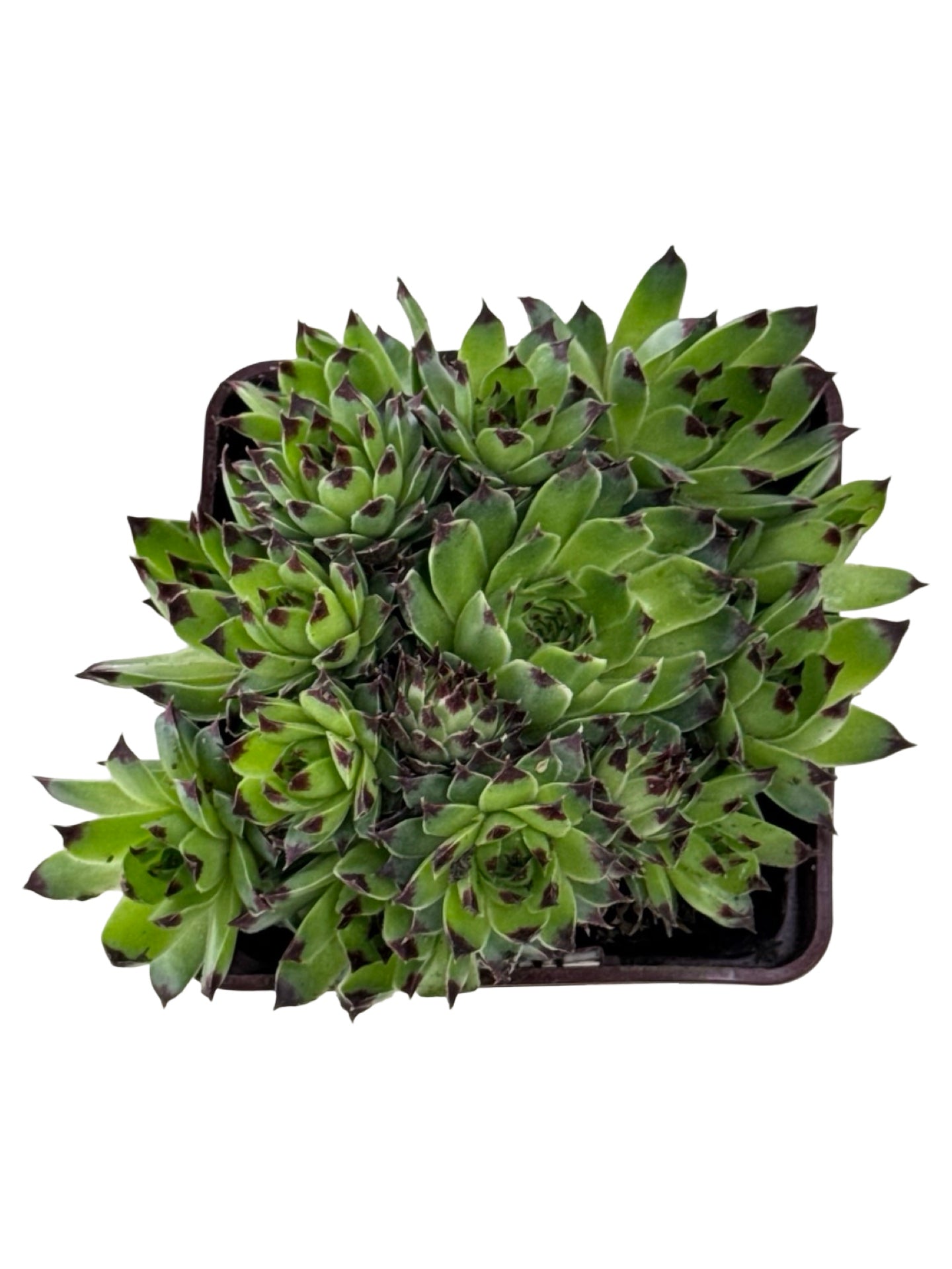 Sempervivum 'Mrs. Giuseppe' - Groundcovers