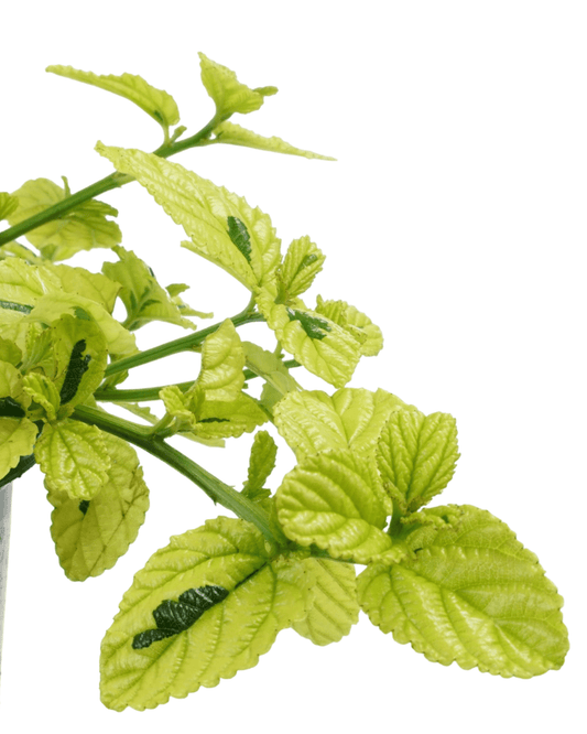 Ceanothus griseus var. horizontalis 'Diamond Heights' - The Garden Corner