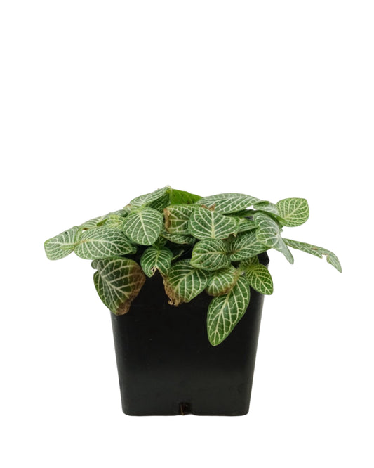Fittonia verschaffeltii 'White Vein' - House Plants
