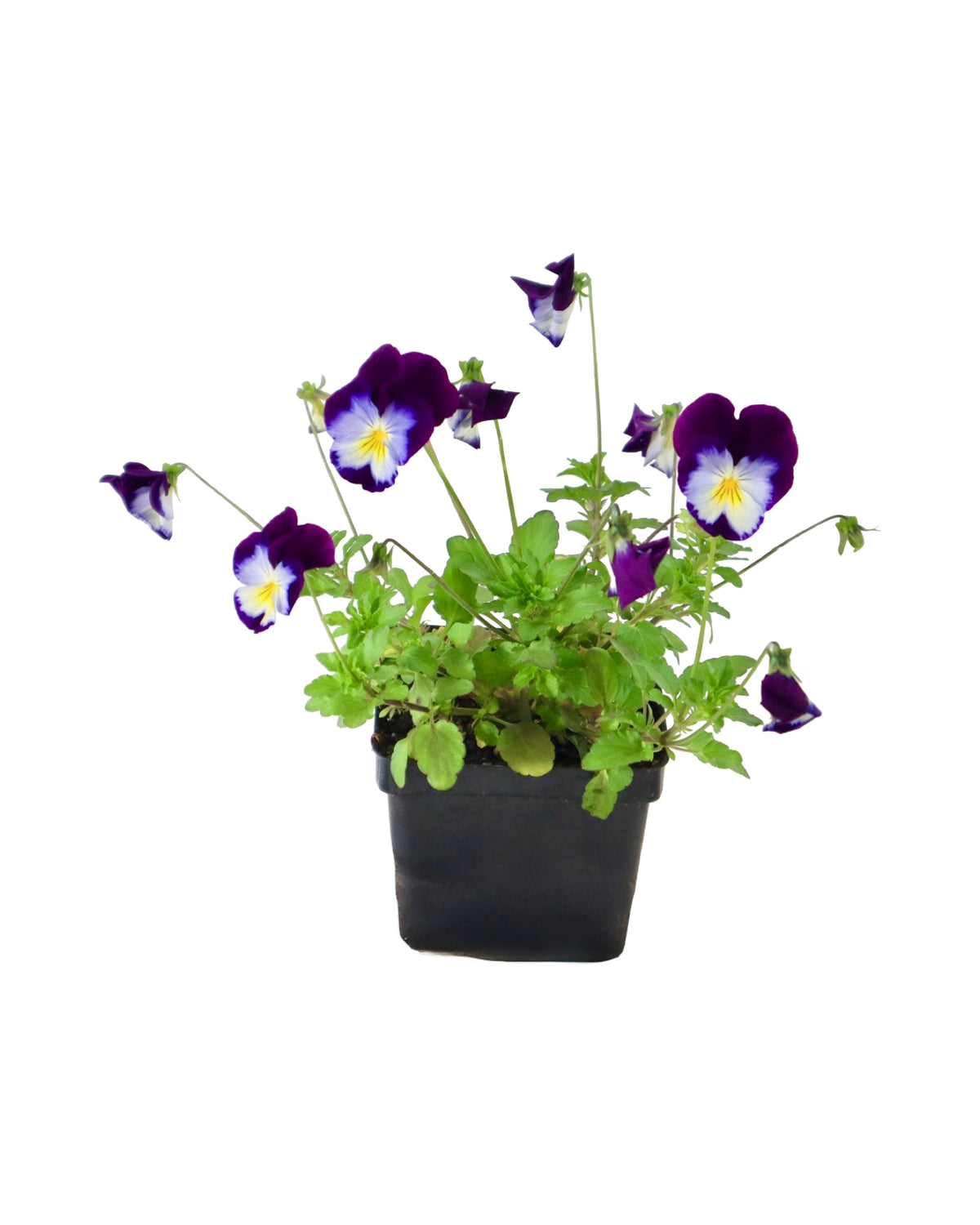 Pansy - Seasonal Plant