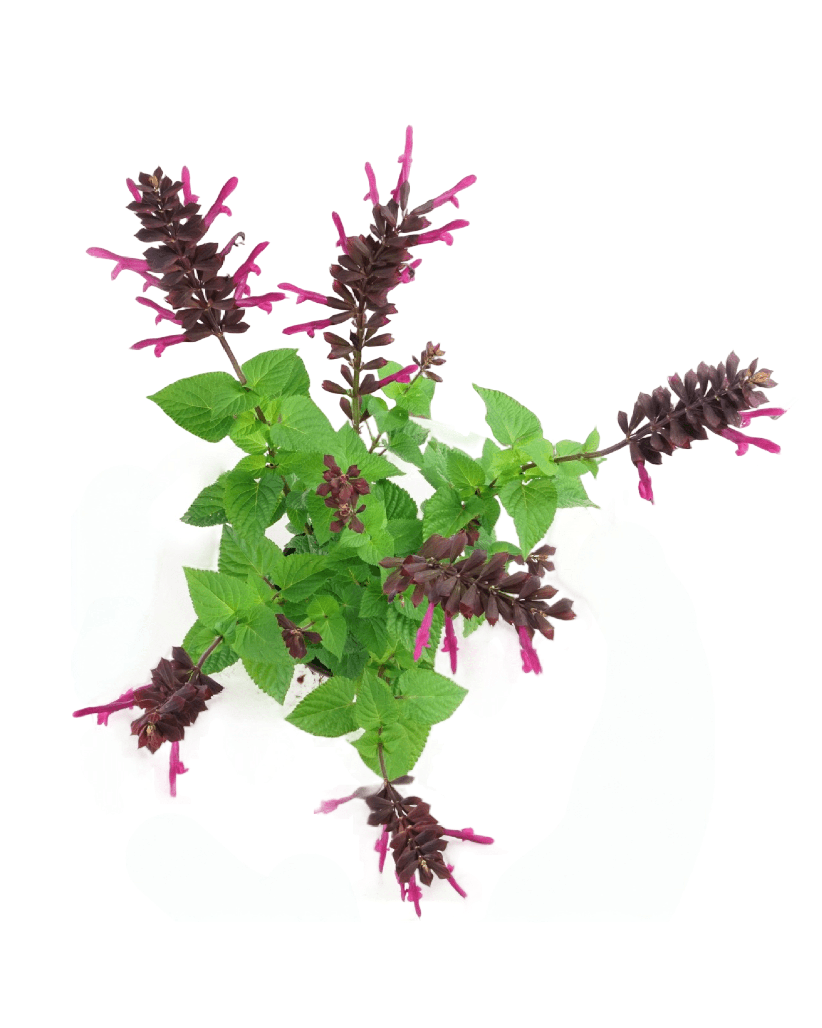Salvia 'Rockin Fuchsia' - The Garden Corner