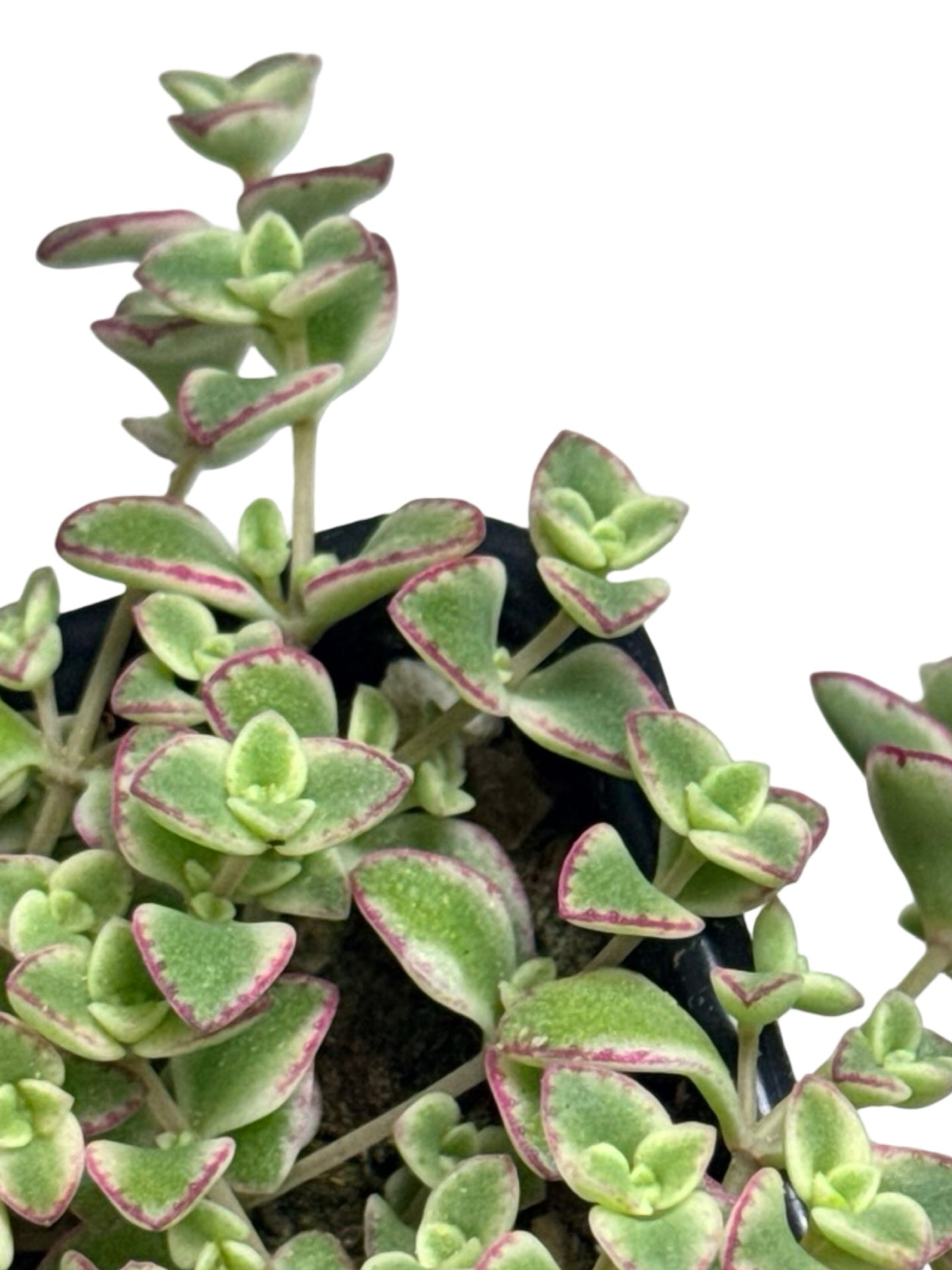 Sedum 'Little Shimmer' - Groundcovers