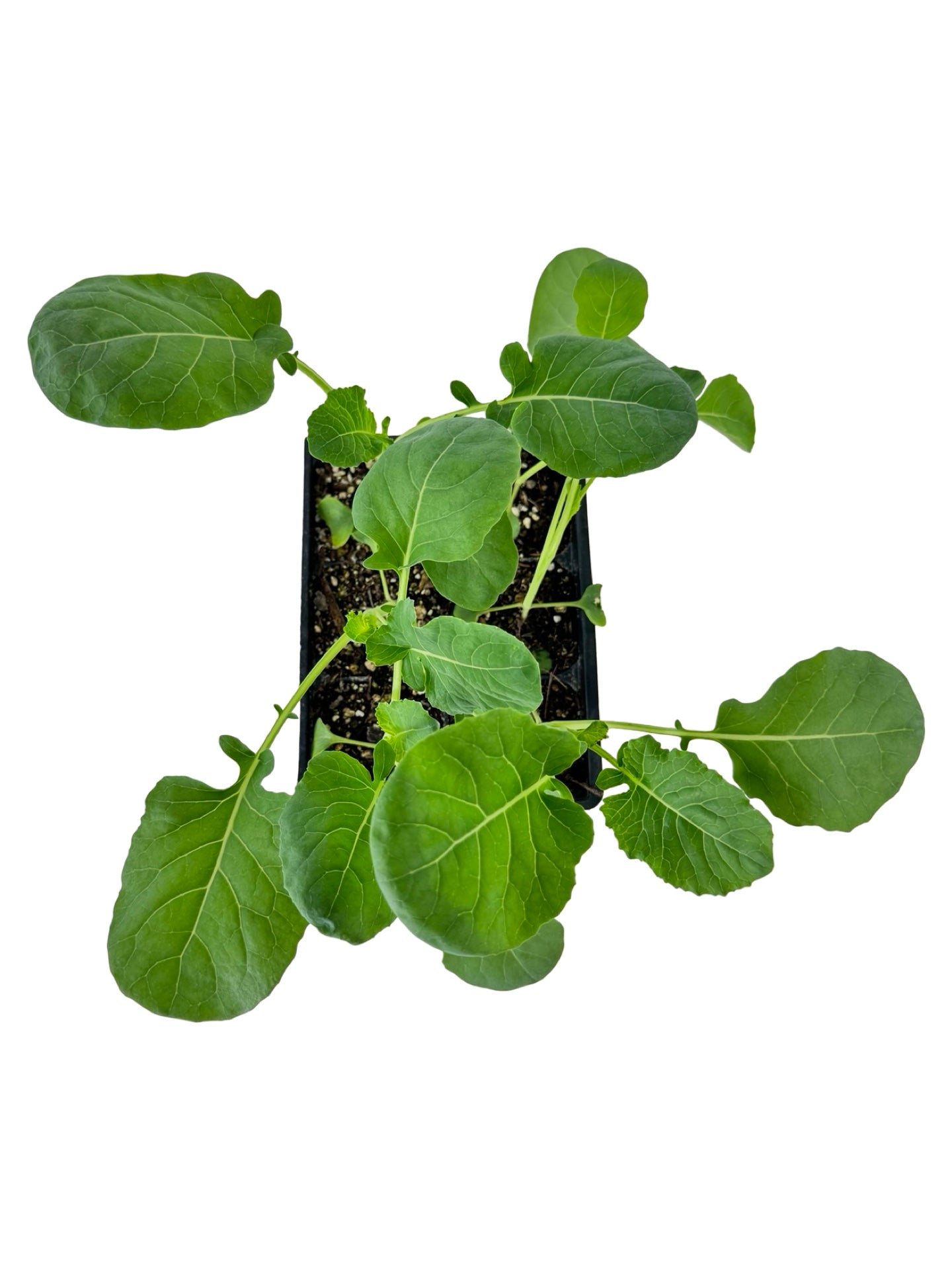 Broccoli 'Belstar' Organic - Herbs and Vegetables