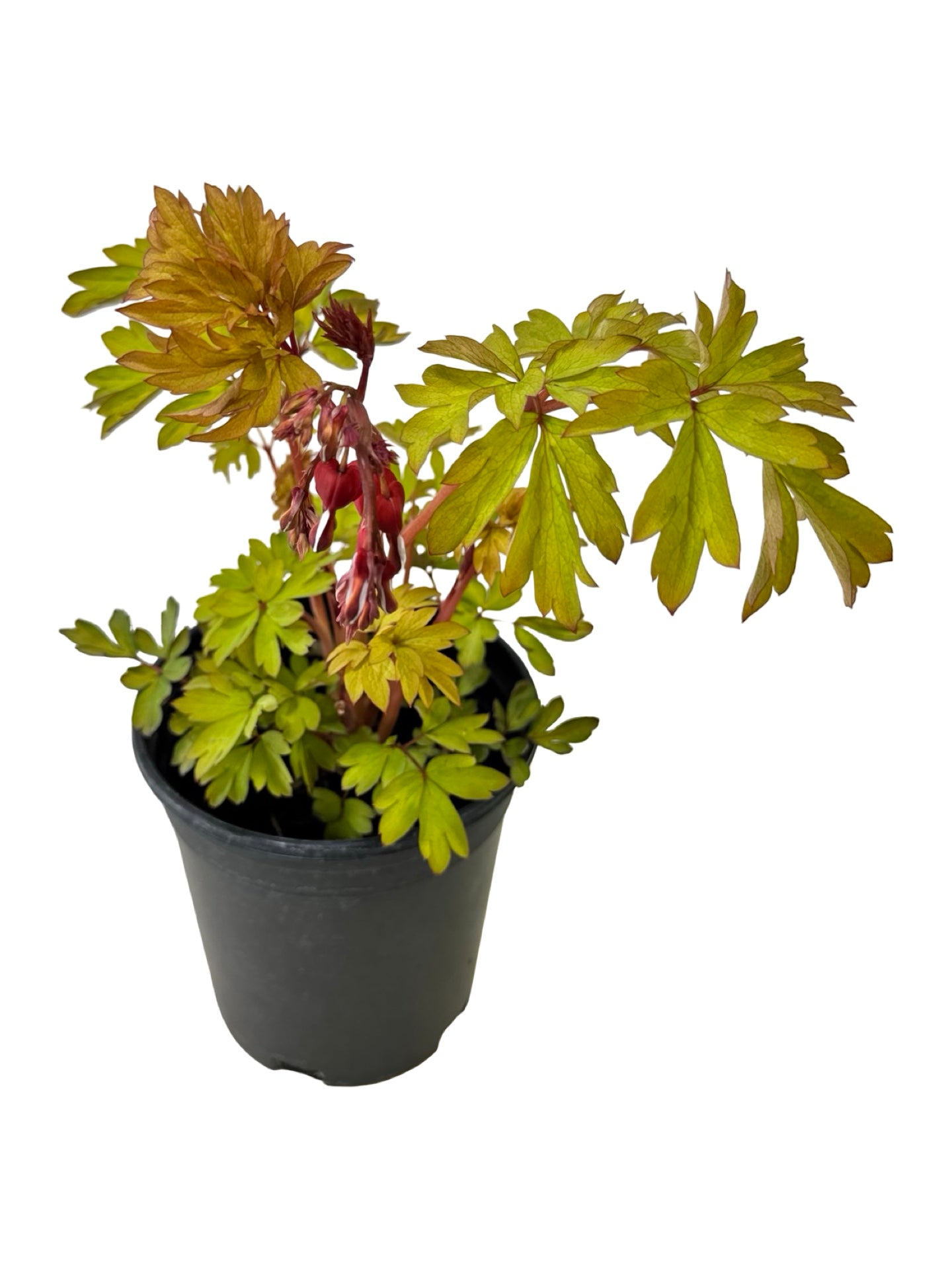 Dicentra 'Ruby Gold' - Perennials