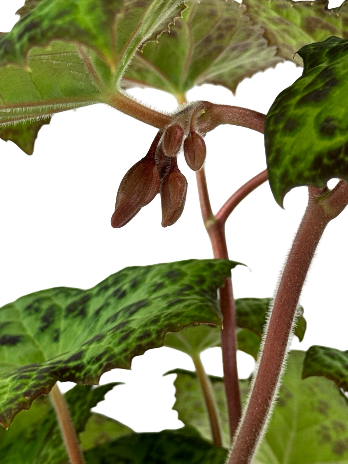 Podophyllum peltatum 'Spotty Dotty' - Perennials