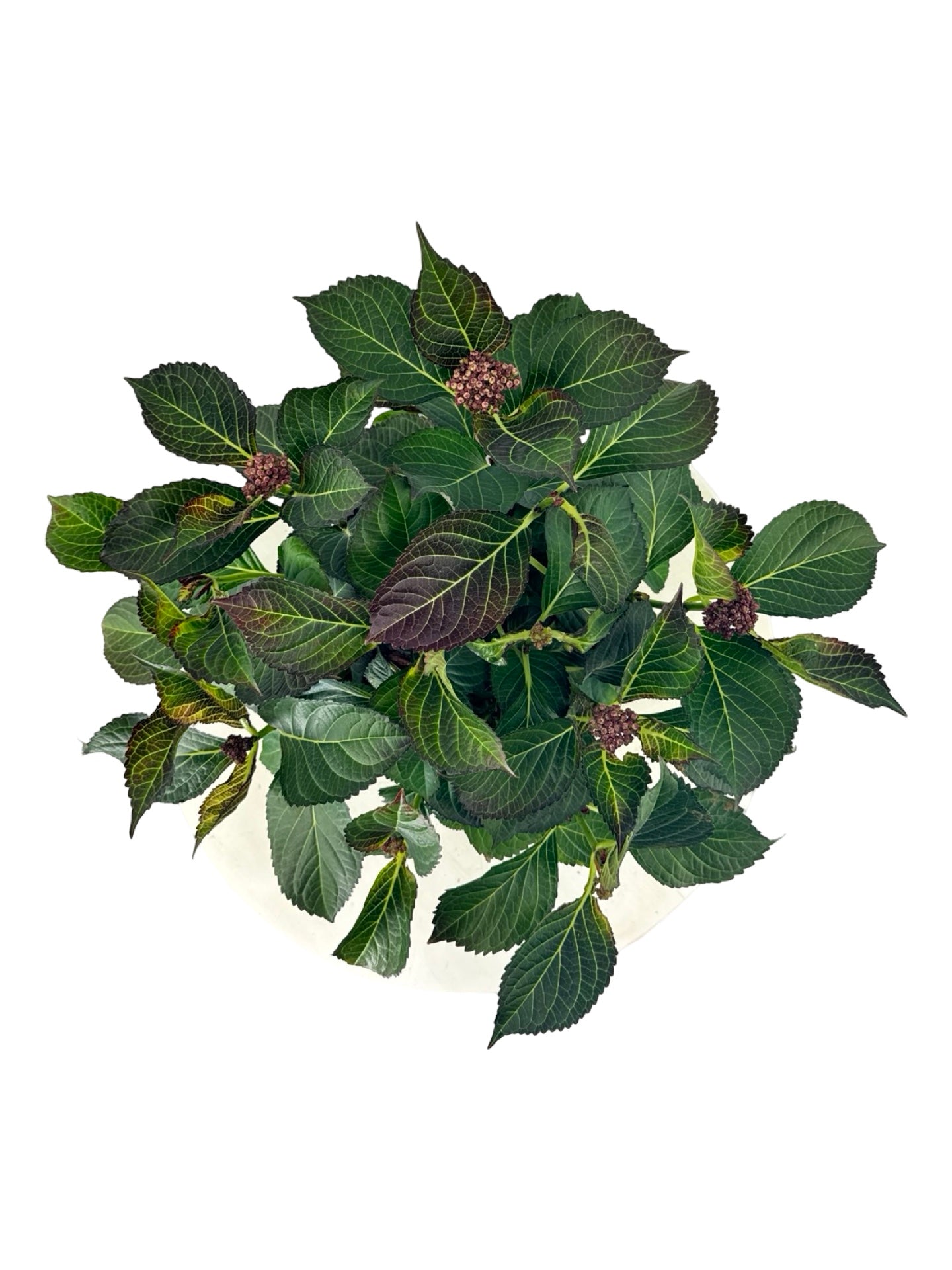 Hydrangea macrophylla Tuxedo® 'Black Tie' - Perennials