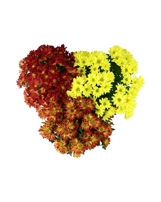 Garden Mum - Seasonal Plant