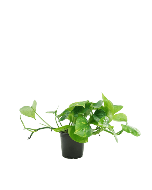Epipremnum 'Golden' (Pothos) - The Garden Corner