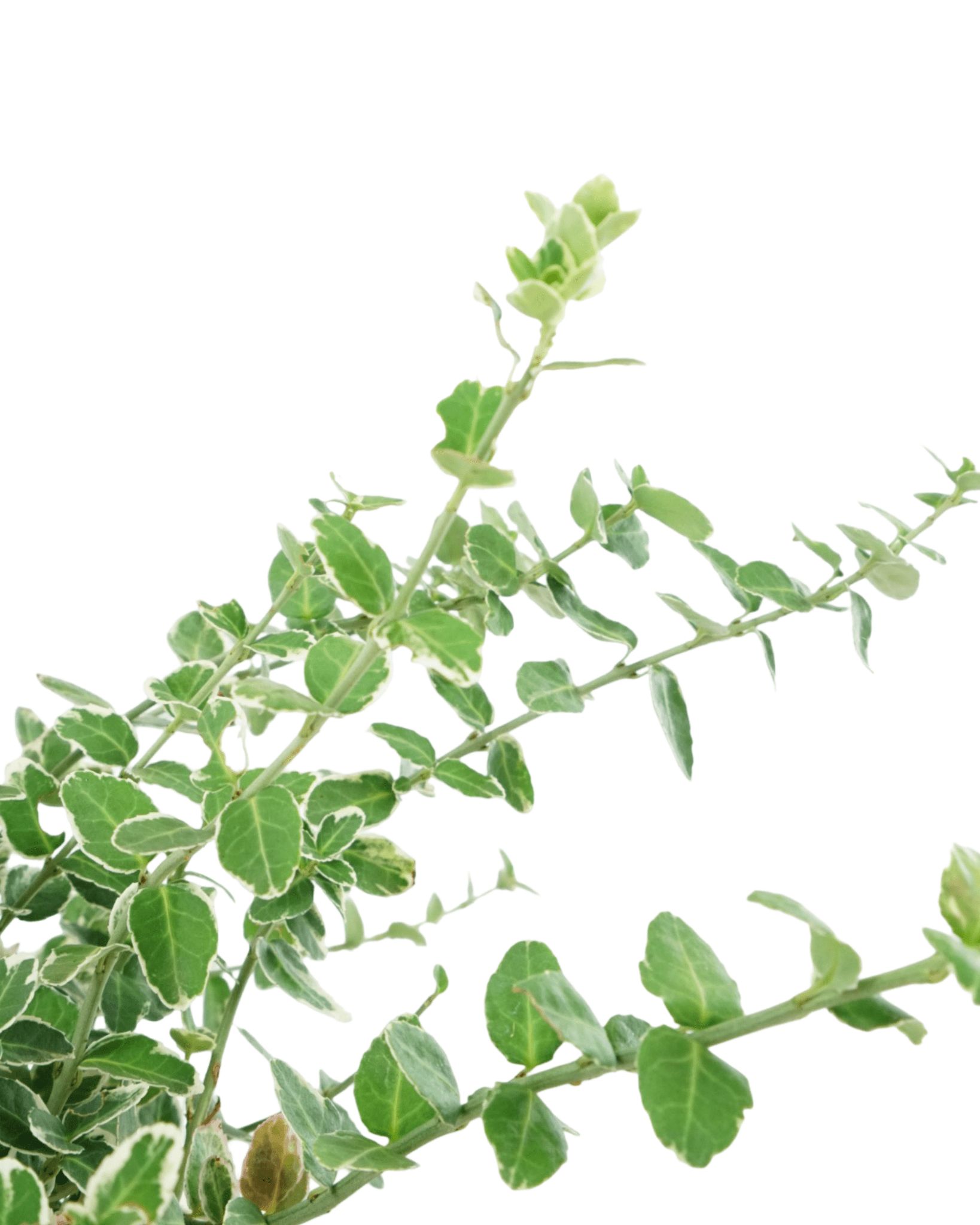 Euonymus fortunei 'Emerald Gaiety' - The Garden Corner