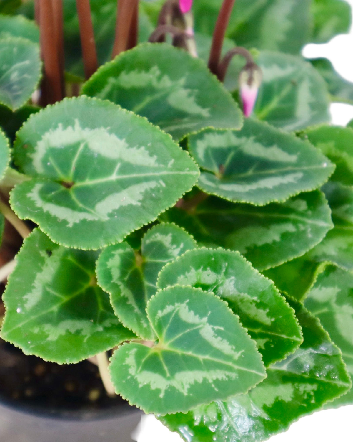 Cyclamen 'SuperSerie Allure Dark Violet' - House Plants