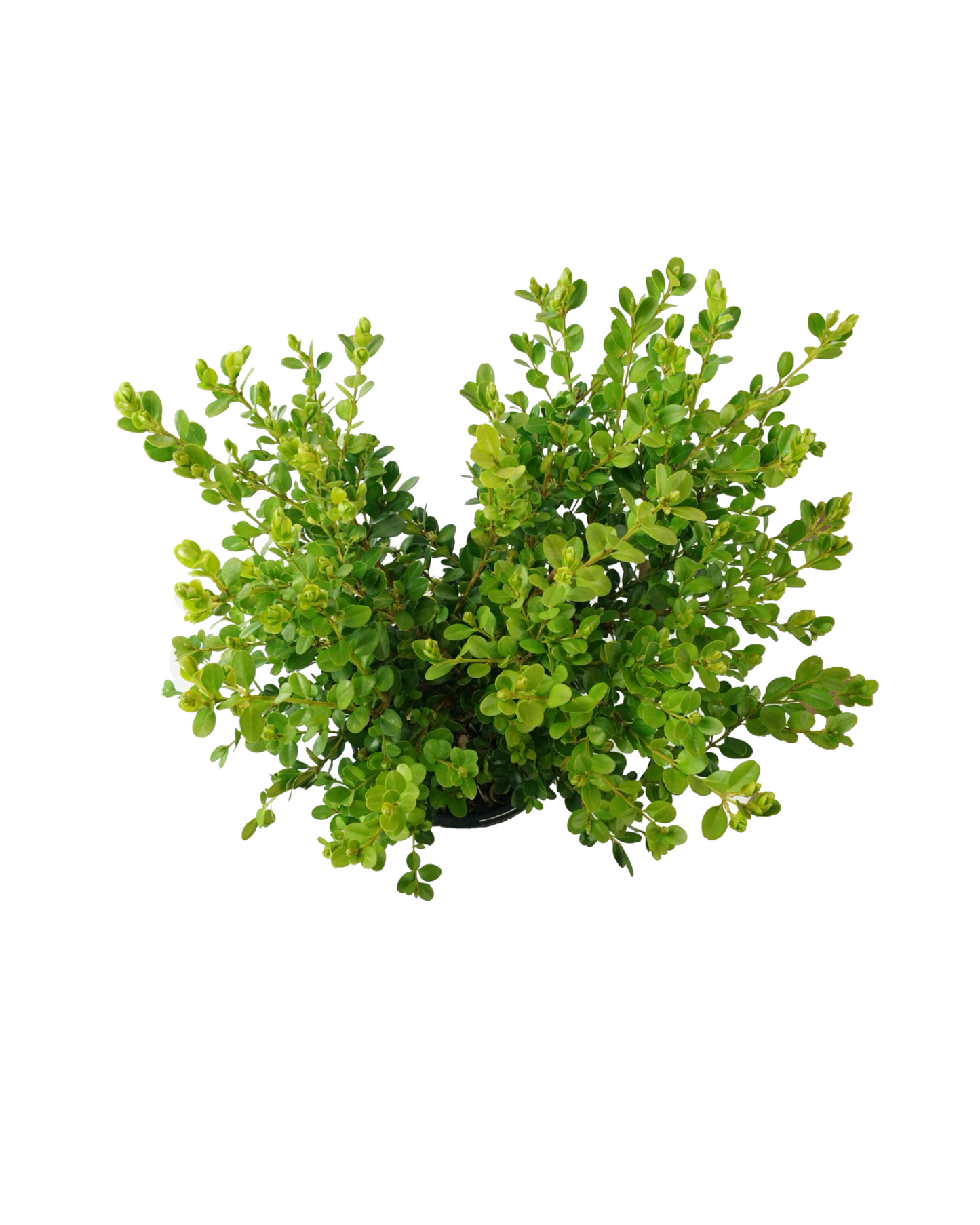 Buxus microphylla japonica 'Winter Gem' 1 Gallon - Shrubs