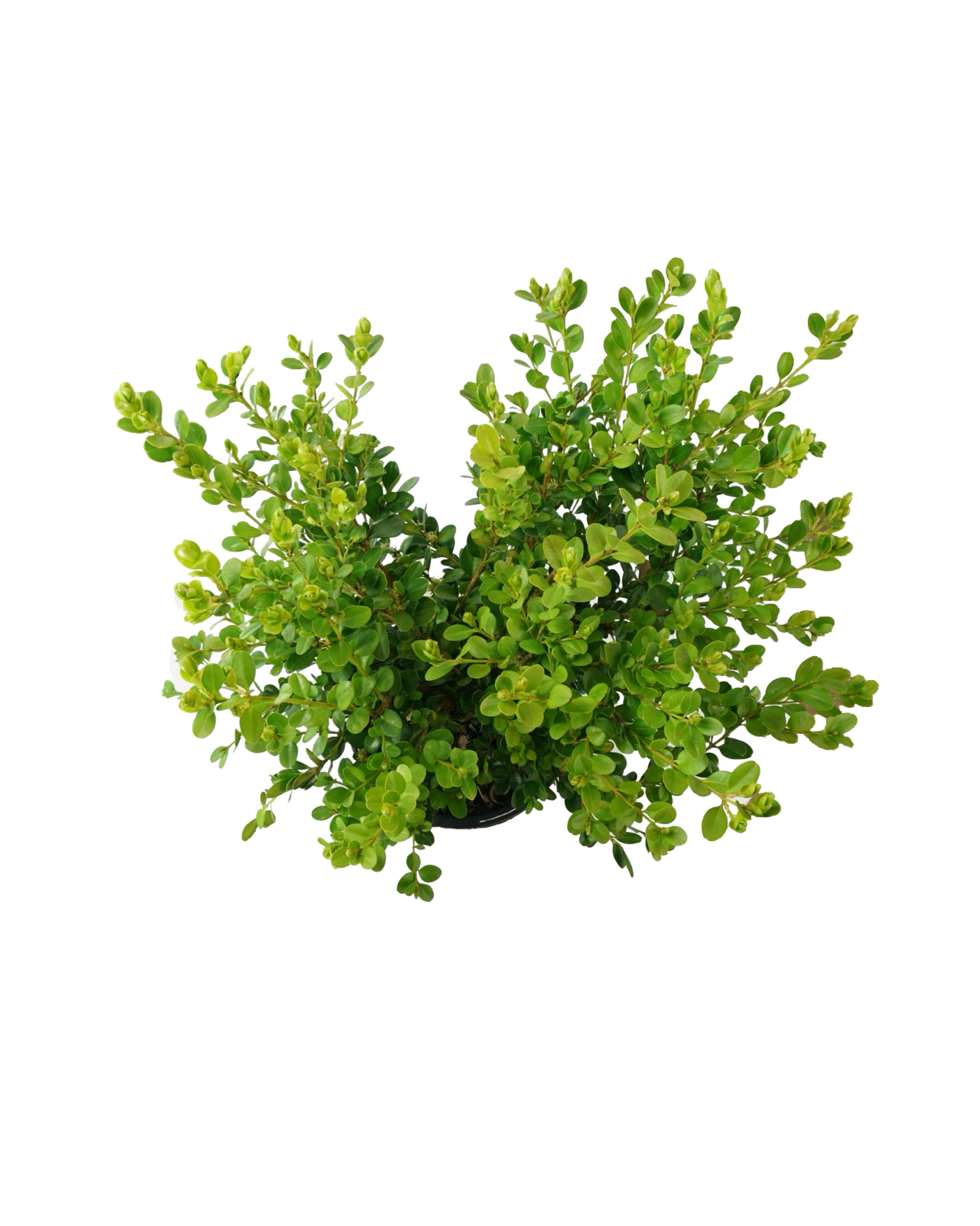 Buxus microphylla japonica 'Winter Gem' 1 Gallon - Shrubs