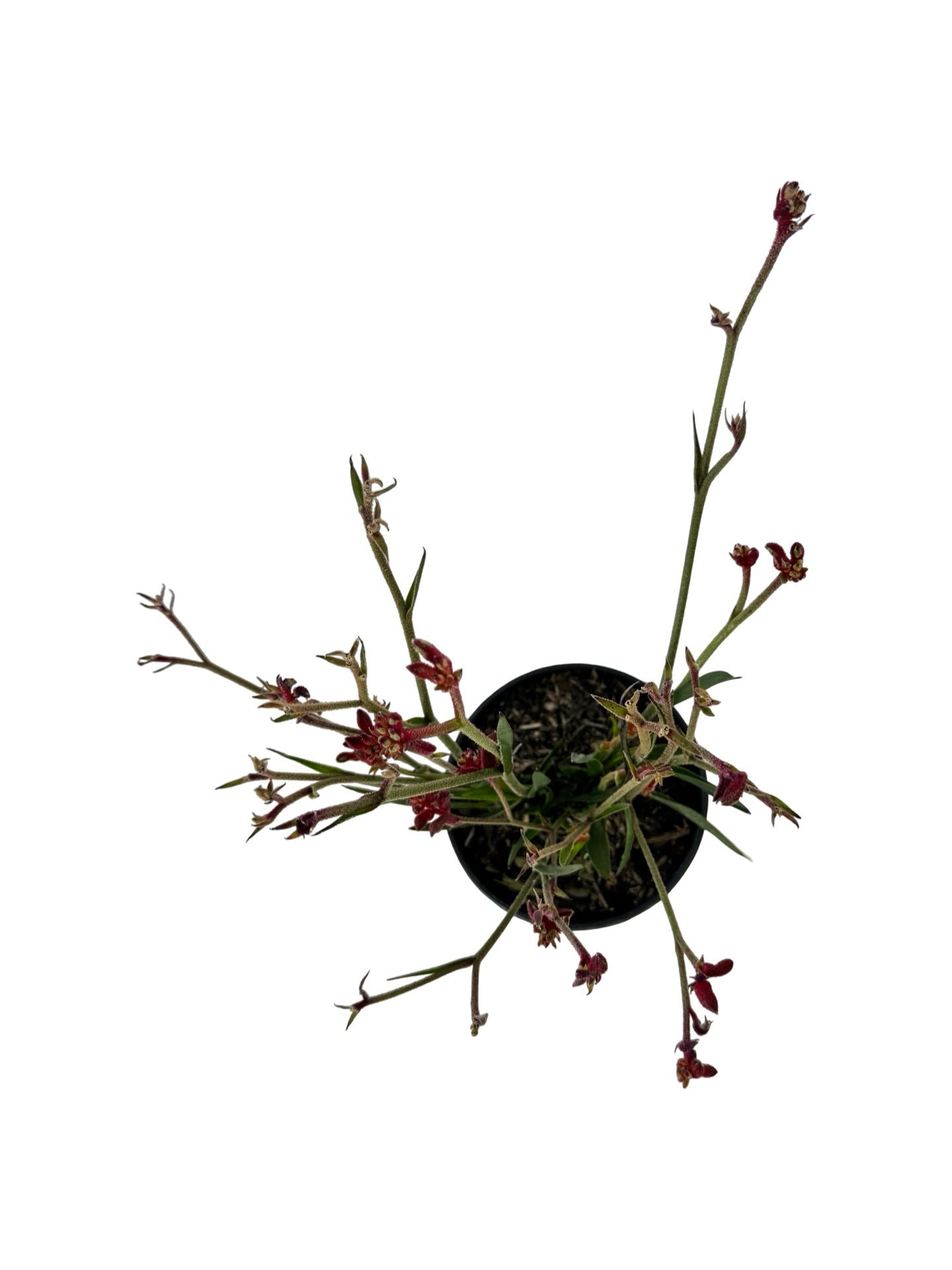 Anigozanthos 'Bush Ballad Red' - Perennials