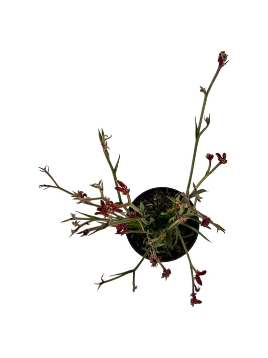 Anigozanthos 'Bush Ballad Red' - Perennials