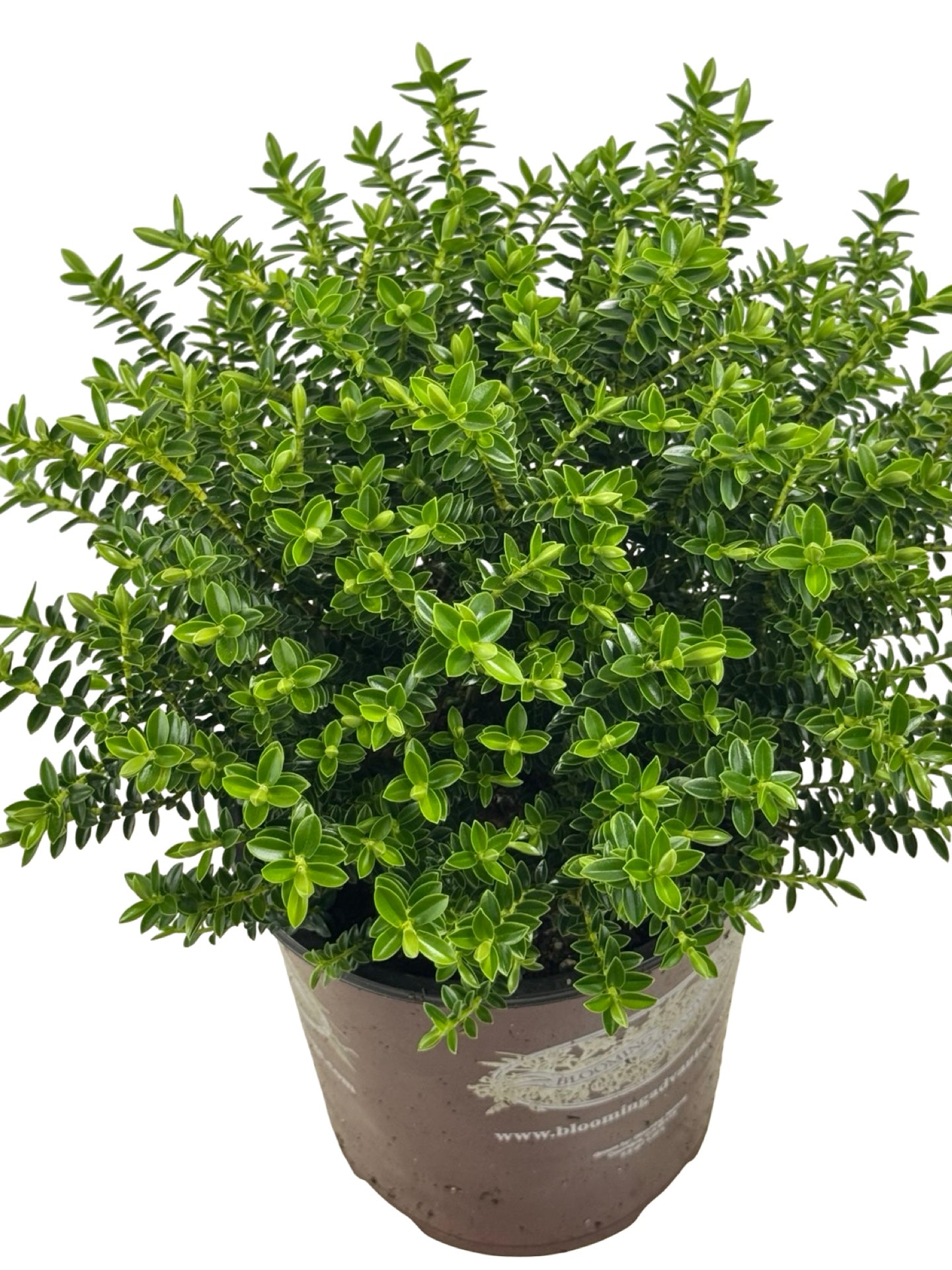 Hebe 'Imposter' - Shrubs