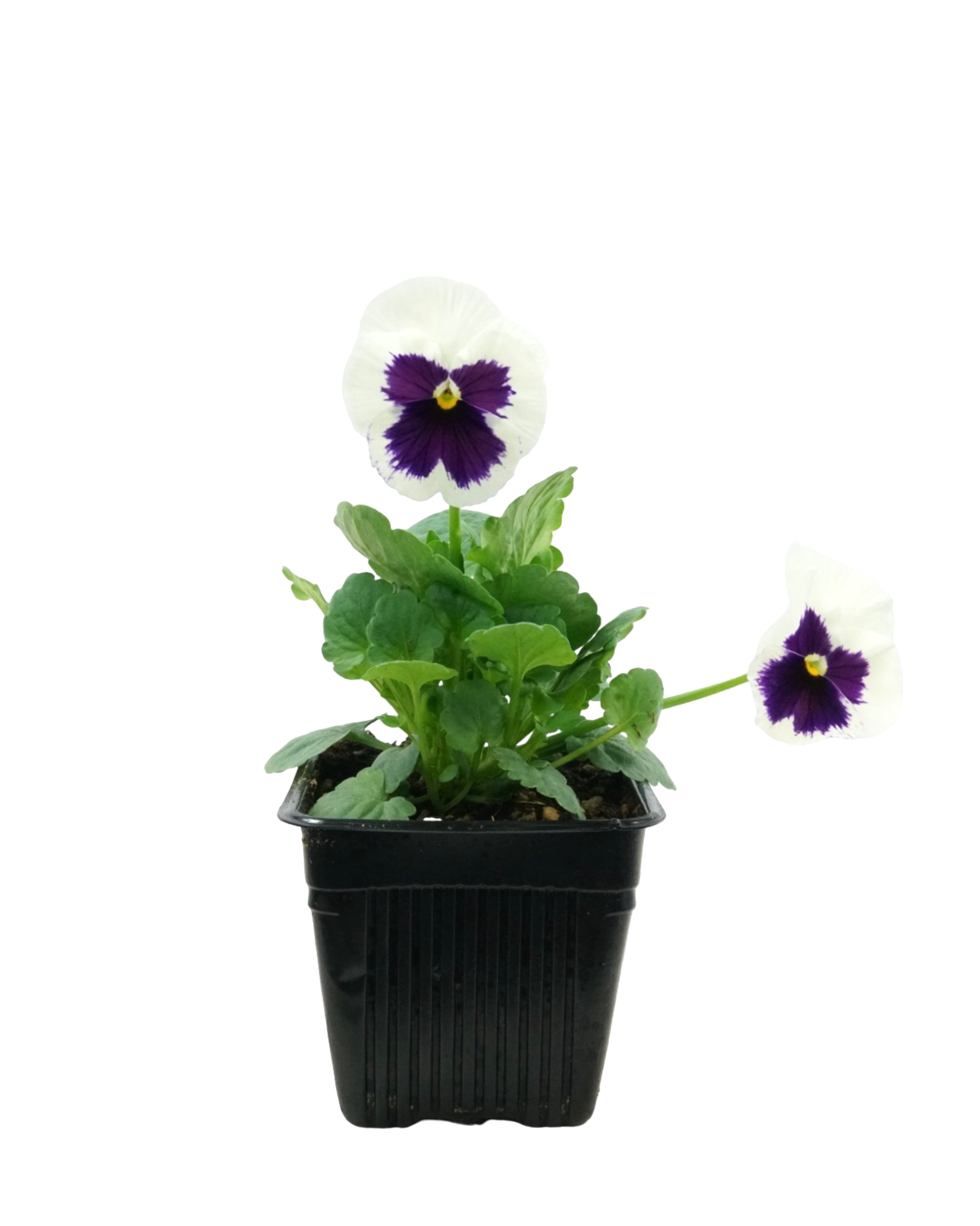 Pansy – The Garden Corner