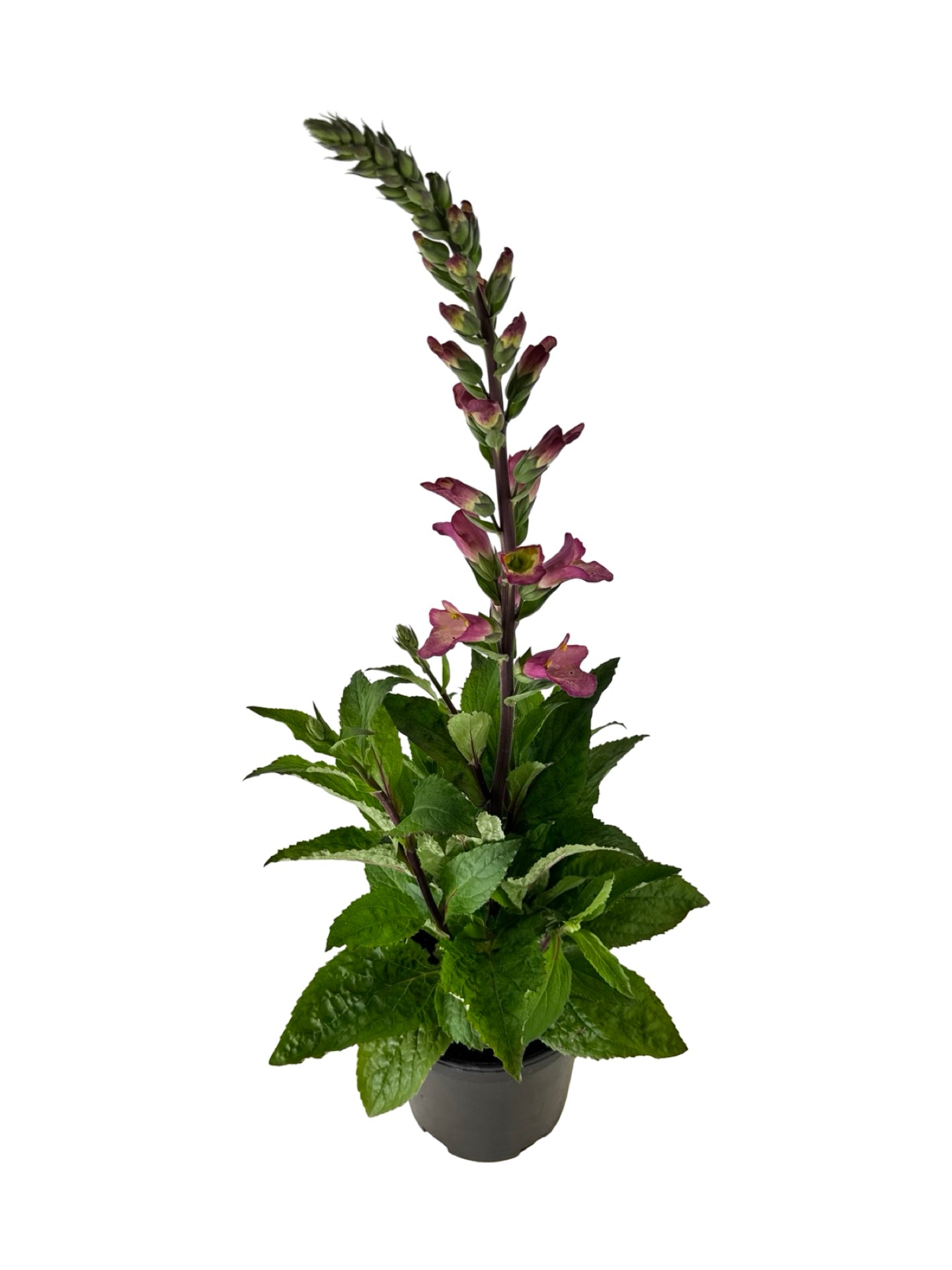 Digiplexis 'Berry Canary' - Perennials